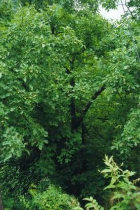 �N���~�̖�