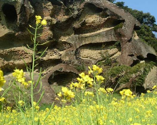 ���H����ƍ؂̉�