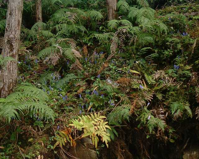 �ѓ������ɍ炭���ǂ�